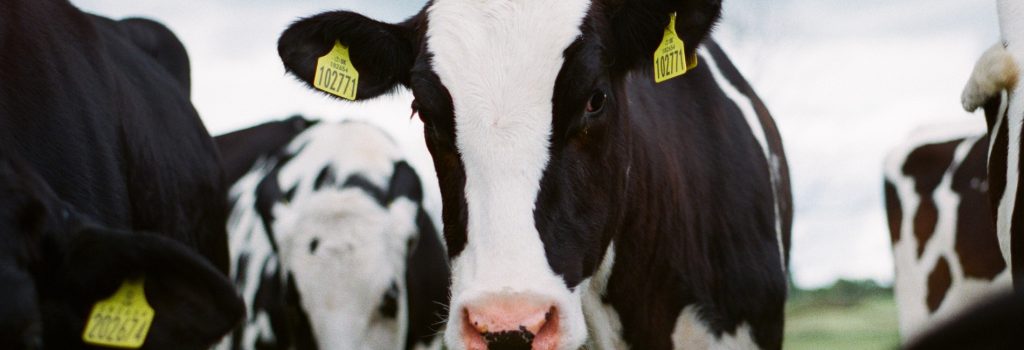 cow slider